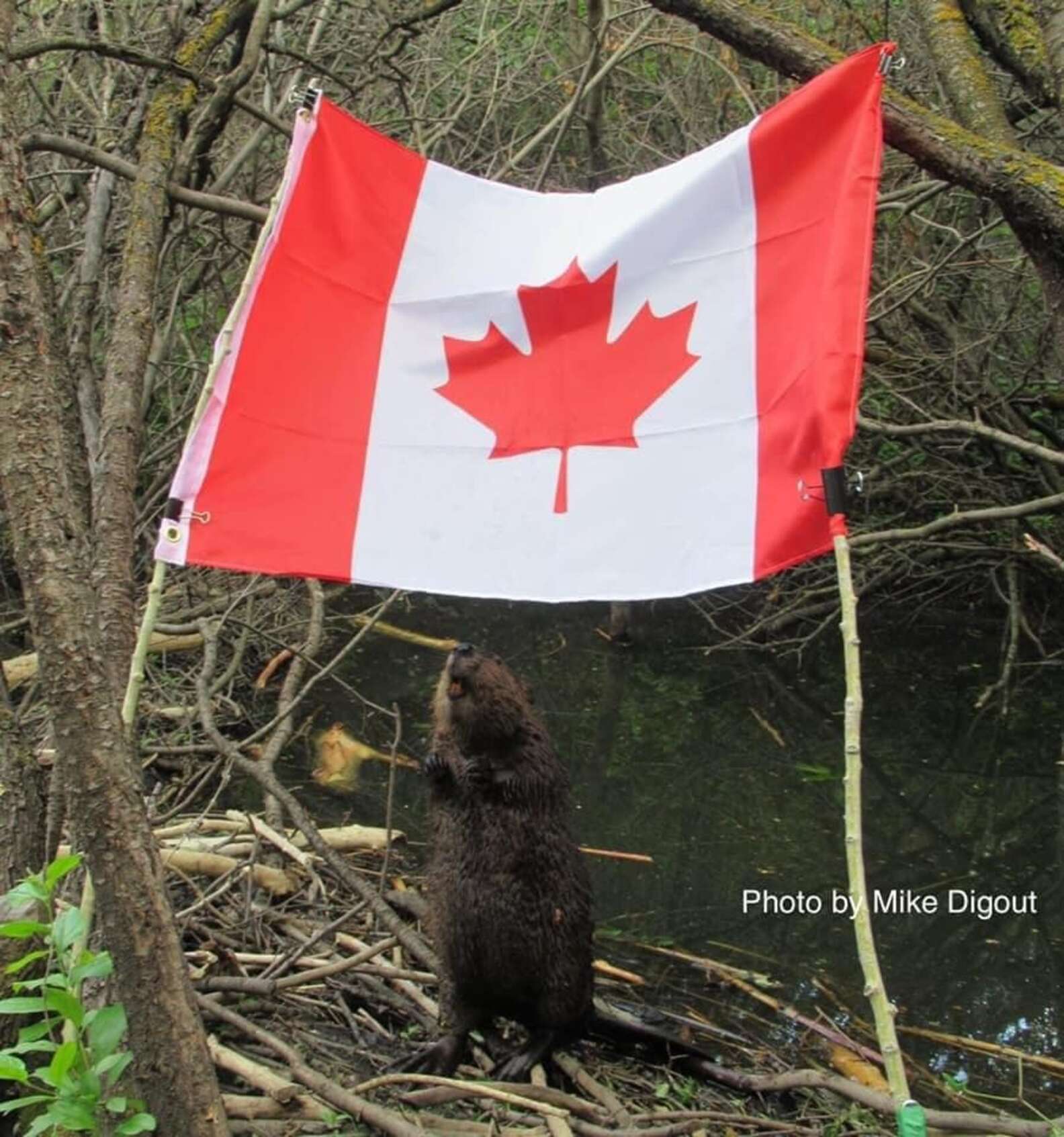 Guy Catches Beaver With Something Shocking In His Mouth - The Dodo