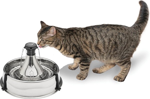 Best cat hotsell water fountain 2019