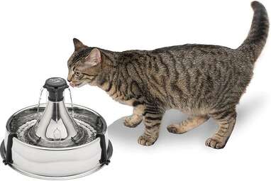 Best cat hotsell drinking fountain