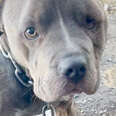 gray pit bull 