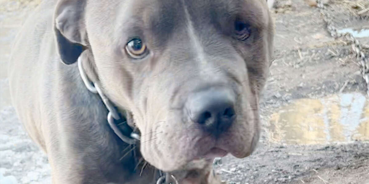 Neglected Pittie Has Special Lunch with Rescuers - Videos - The Dodo