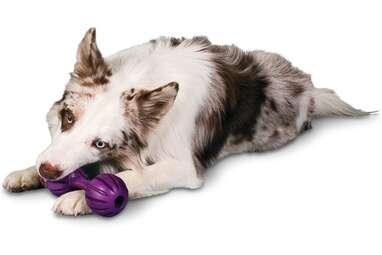 Best Calming Toy: Busy Buddy Waggle Calming Treat Dispenser Dog Toy