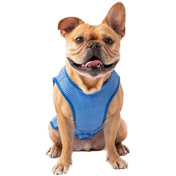 Best dog cooling clearance vest