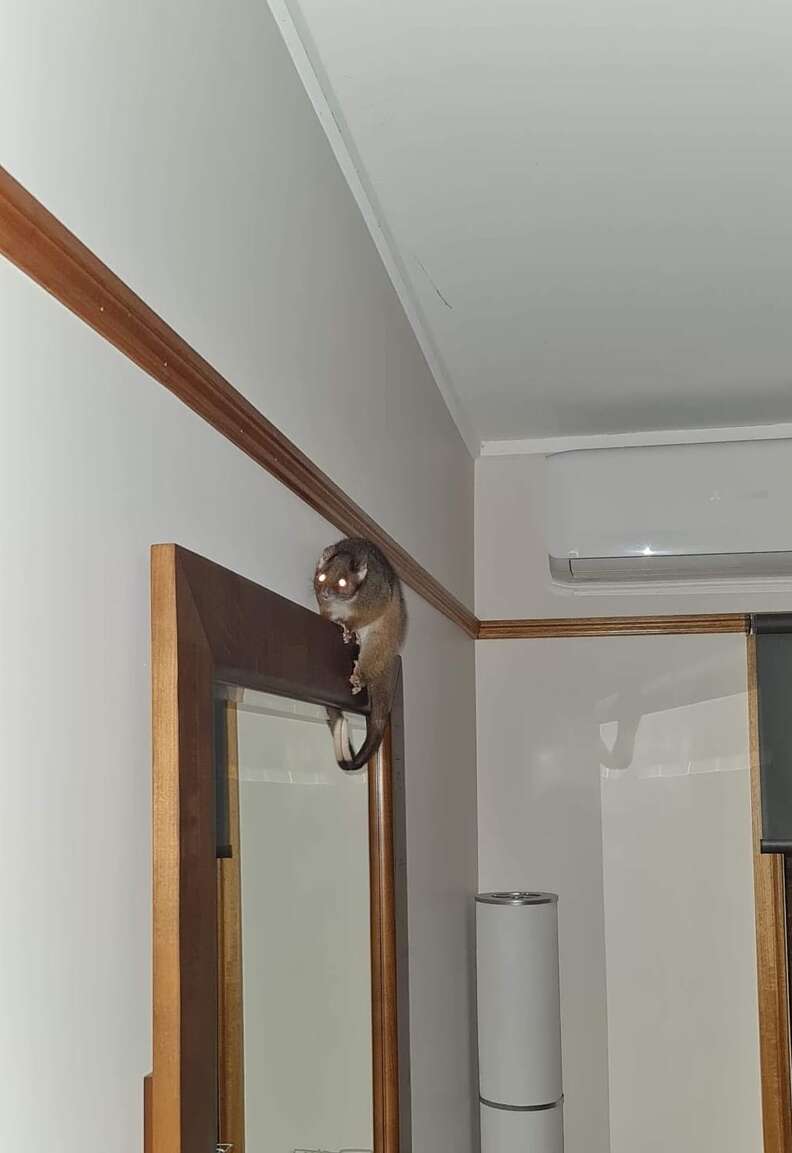 Australian ringtailed possum