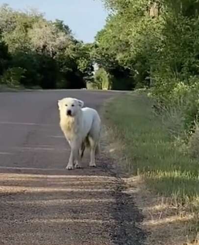 dog on road 