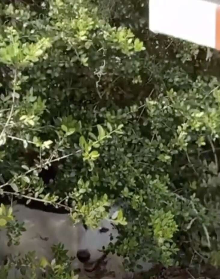 dog in bushes under mailbox