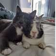 A bunny and cat cuddle together.