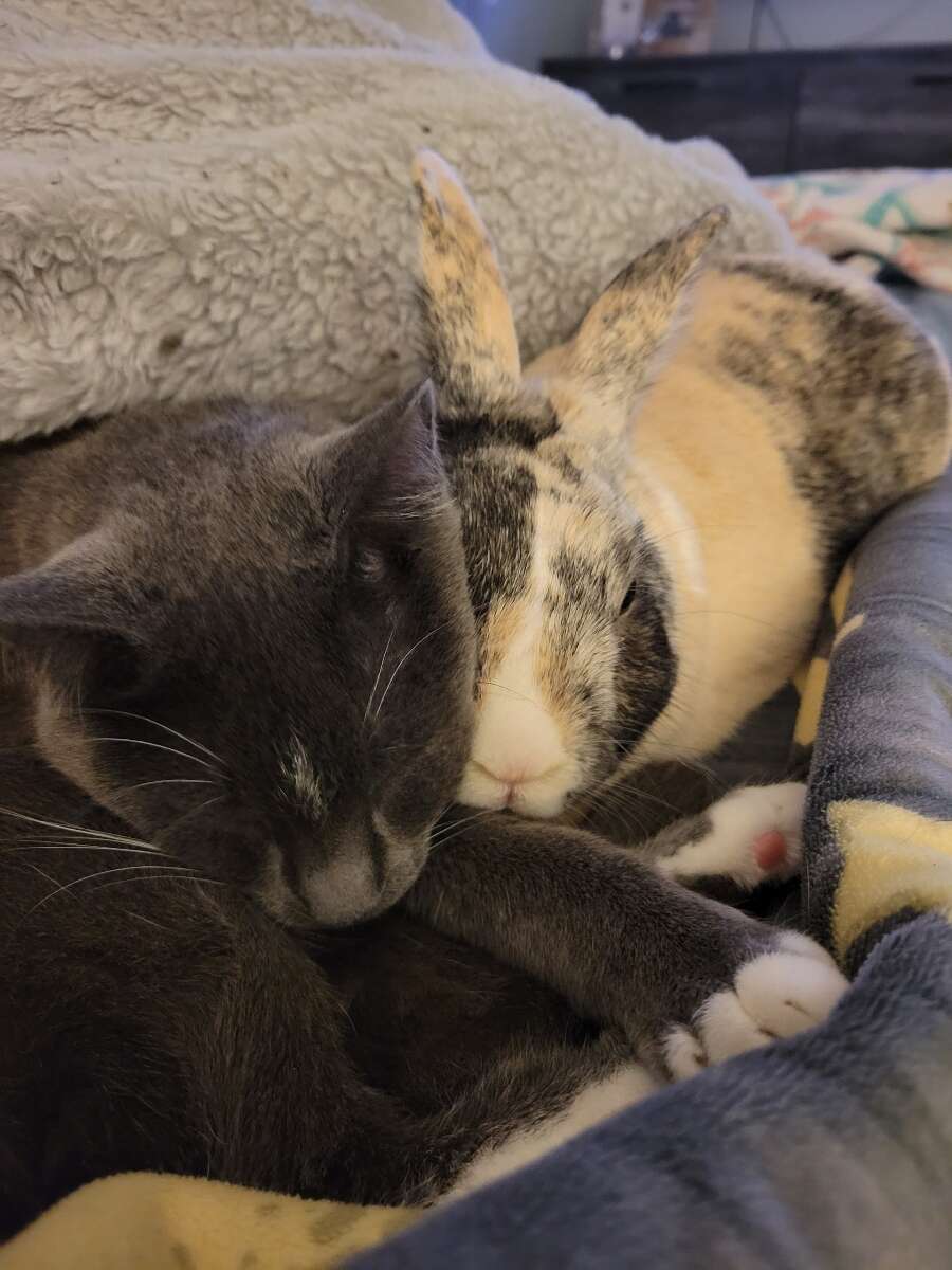 A cat and bunny take a nap together.