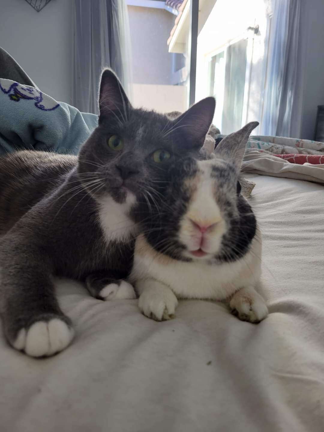 A cat and bunny pose for the camera.