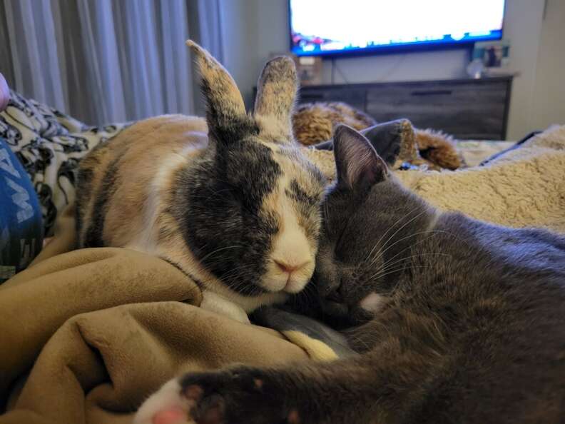 A bunny and cat take a nap together.