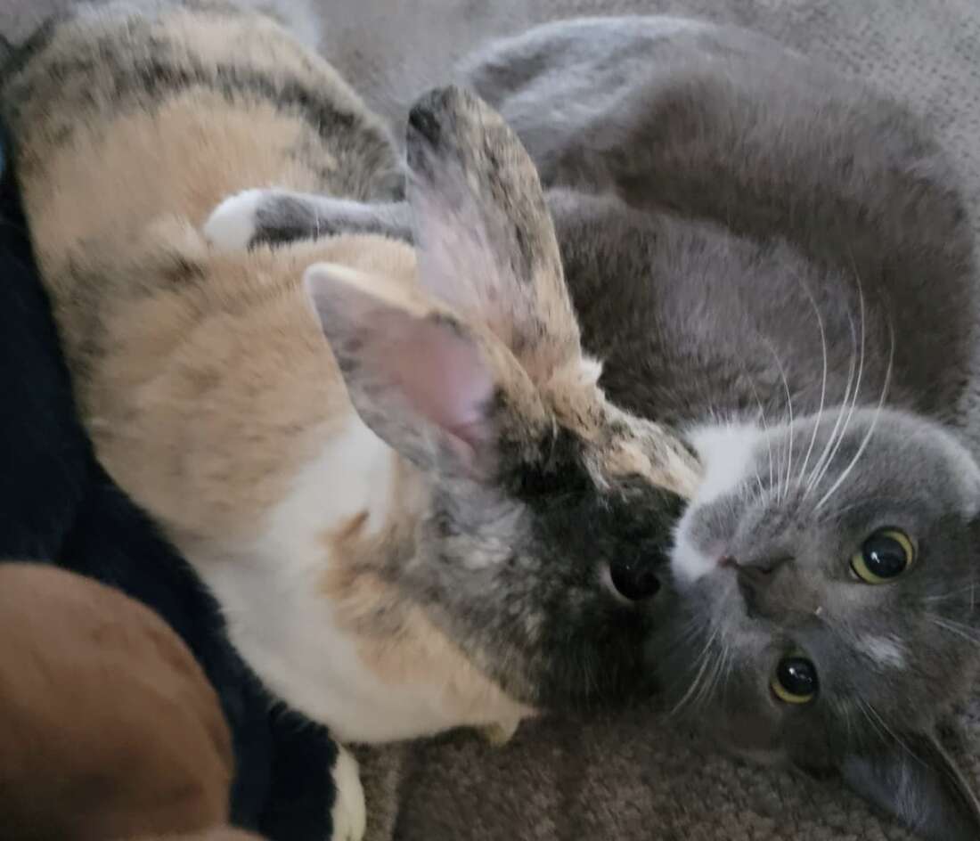 A cat and bunny lay next to each other.