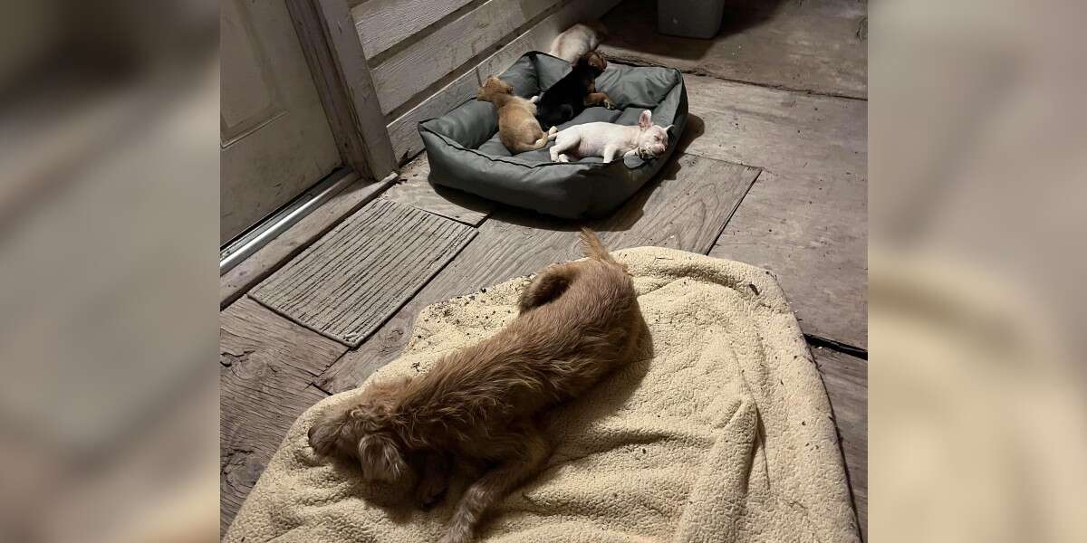 Can More Than One Dog Father A Litter