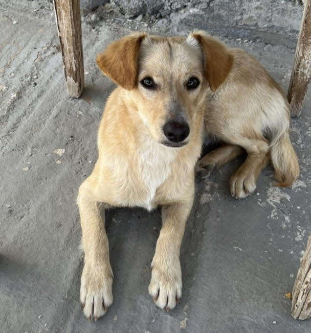 dog laying on ground 