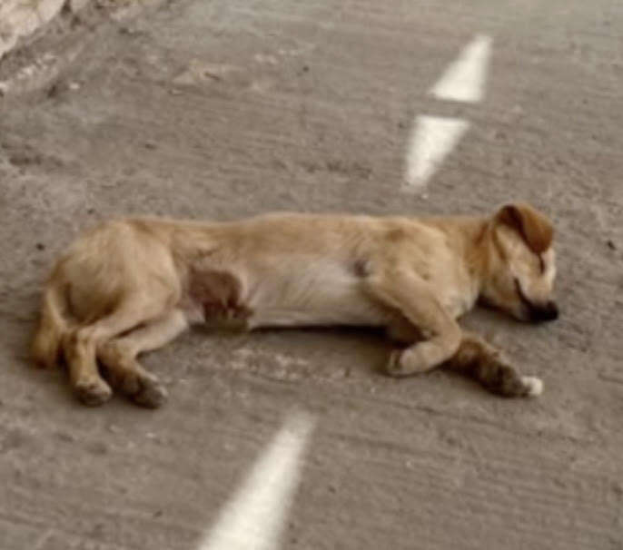 dog lying down 