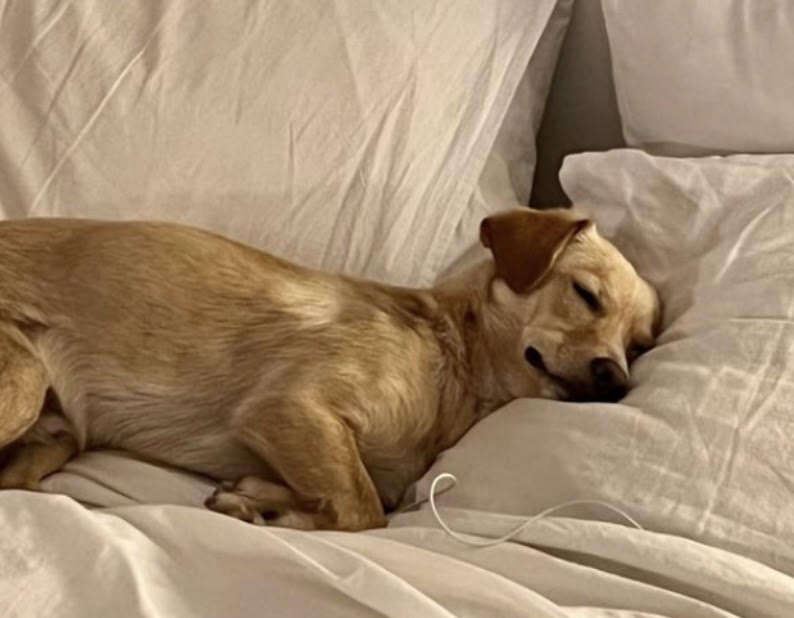 dog lying in bed