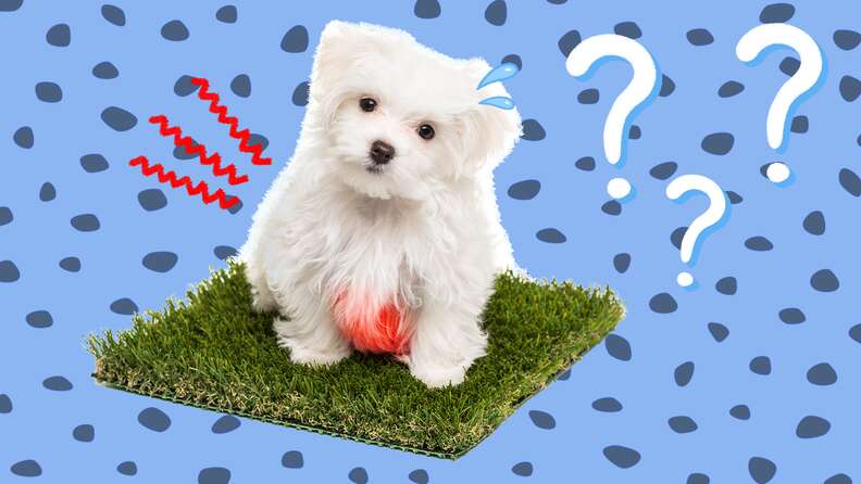 Bichon bladder deals stones