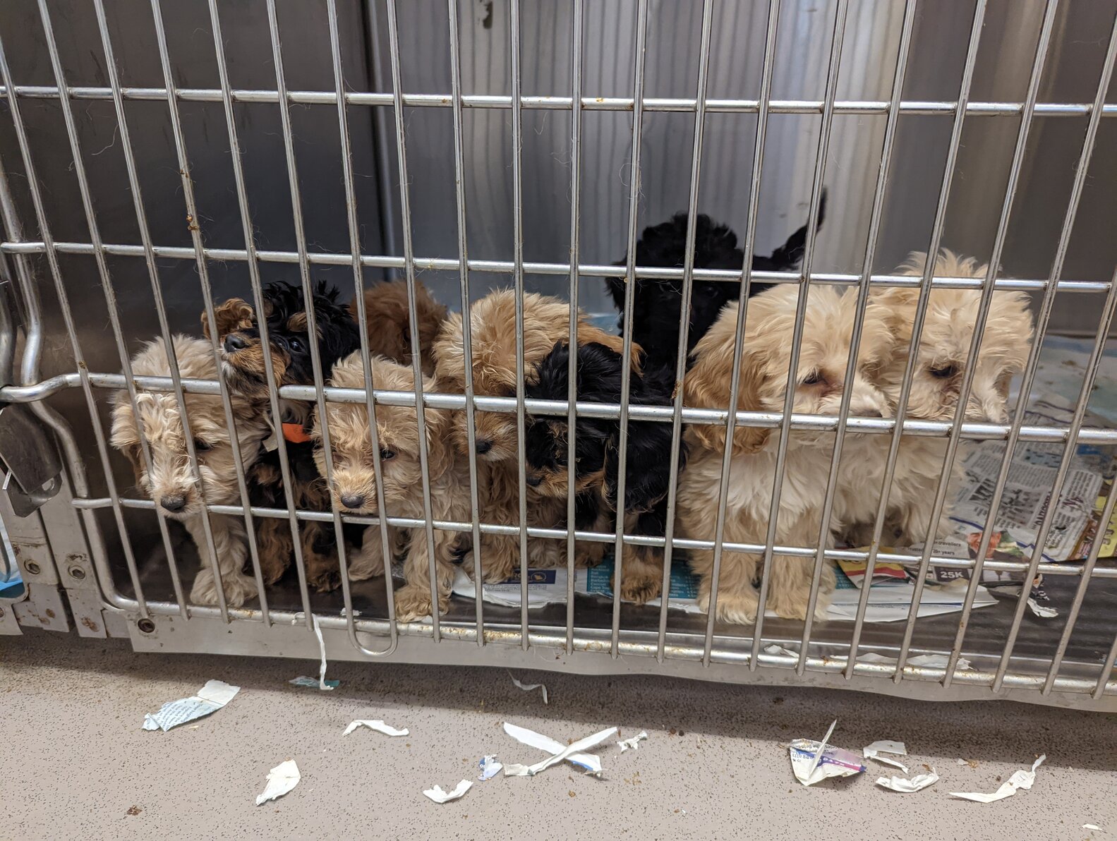 Guy Shocked To Find 20 Puppies Abandoned In A Cage - The Dodo