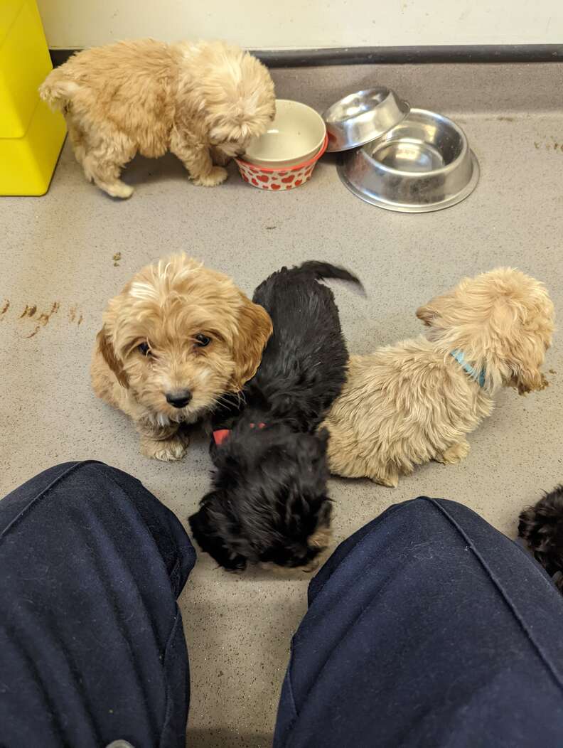 abandoned puppies