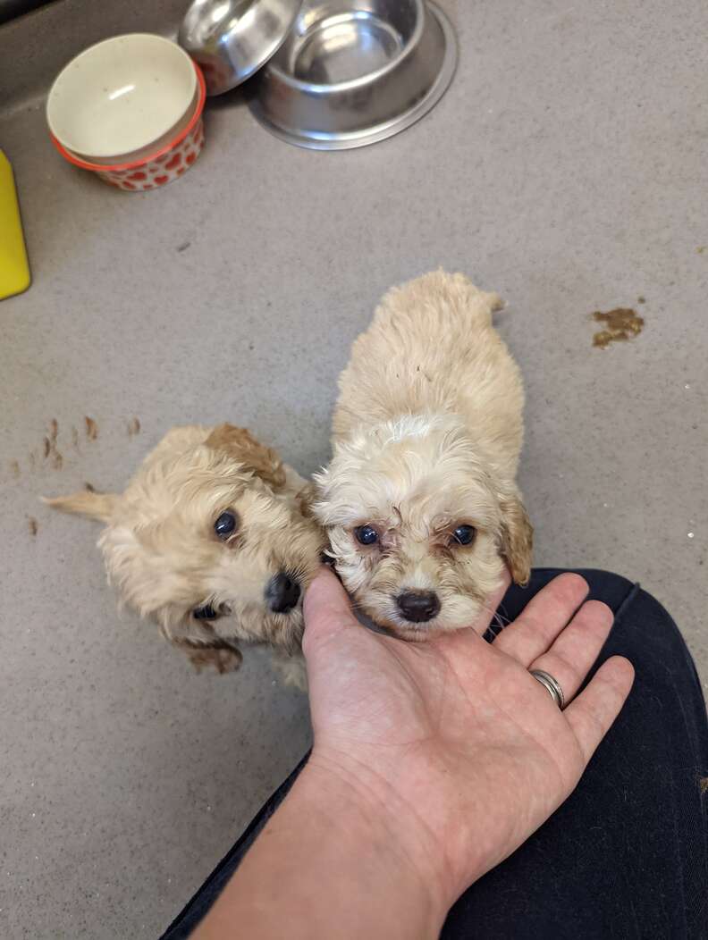 abandoned puppies