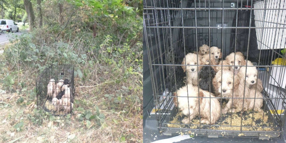Guy Shocked To Find 20 Puppies Abandoned In A Cage - The Dodo
