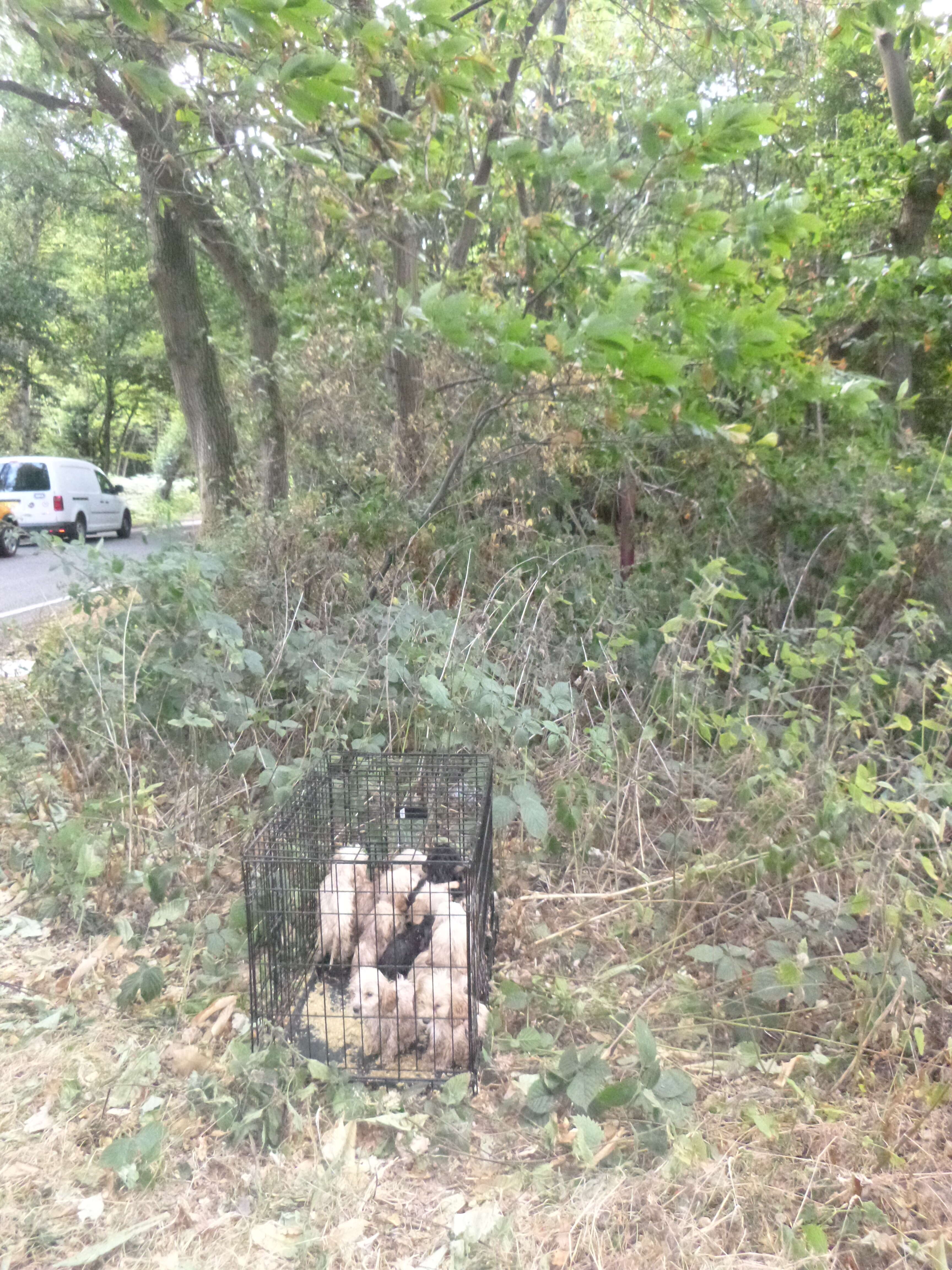 abandoned puppies