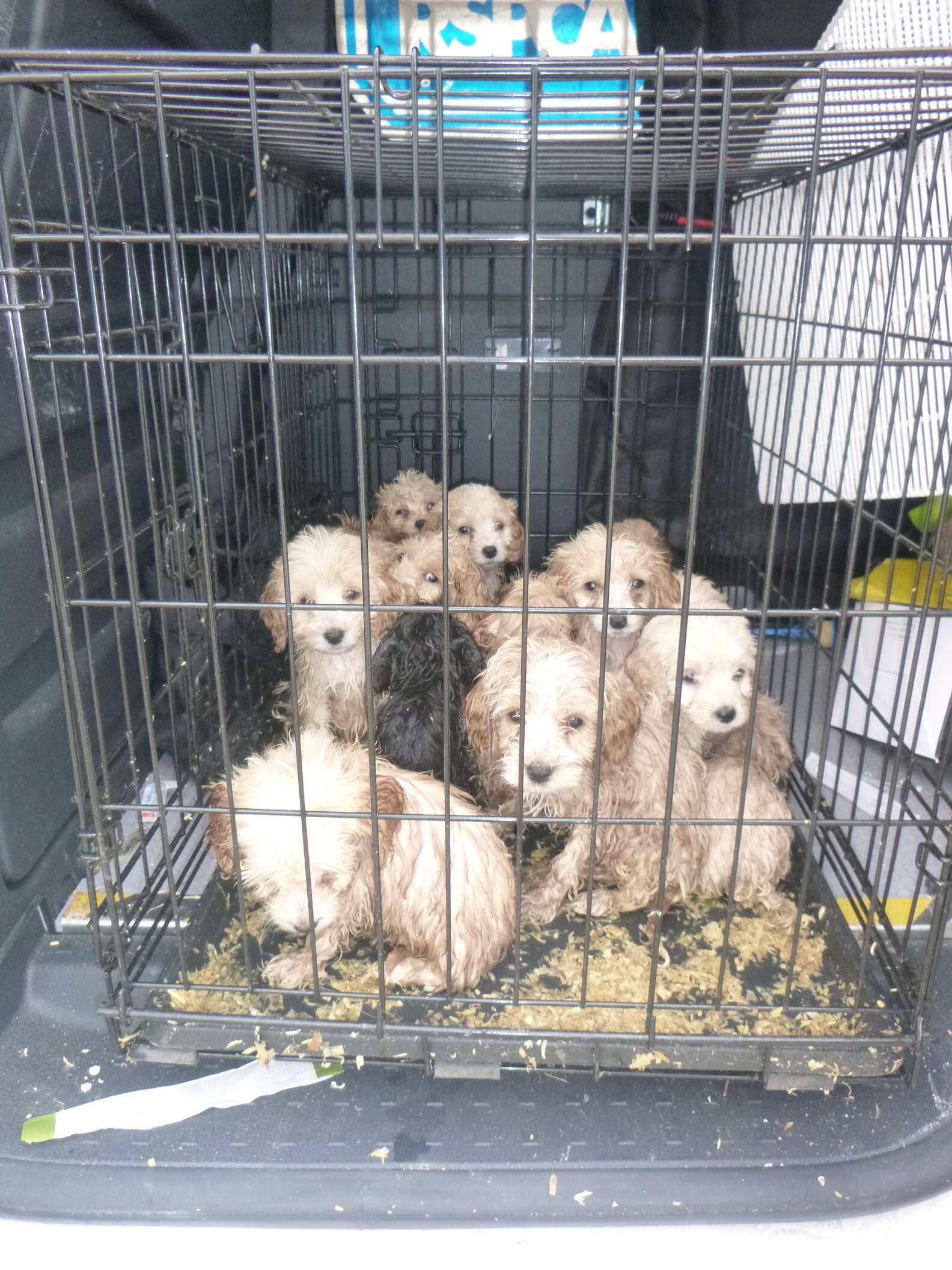 Guy Shocked To Find 20 Puppies Abandoned In A Cage - The Dodo