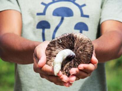 Person holding mushroom