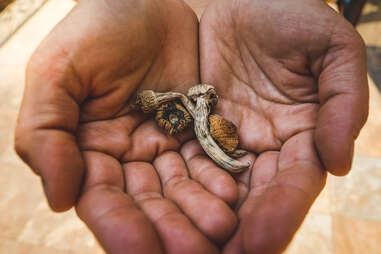 Dried hallucinogenic mushrooms in hands