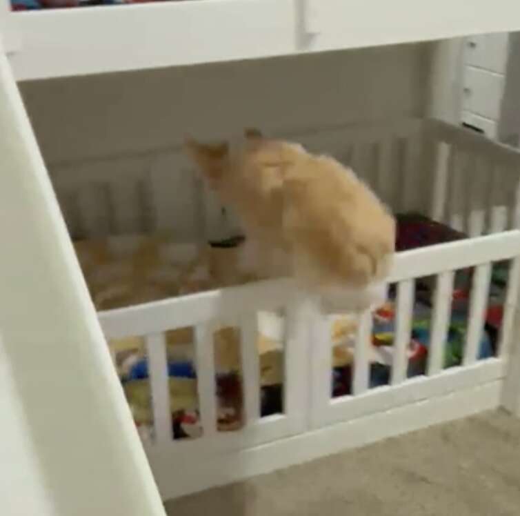 Dog jumps onto bed to wake a child.