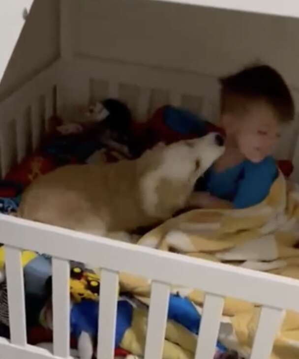 Dog kisses a child after waking him.