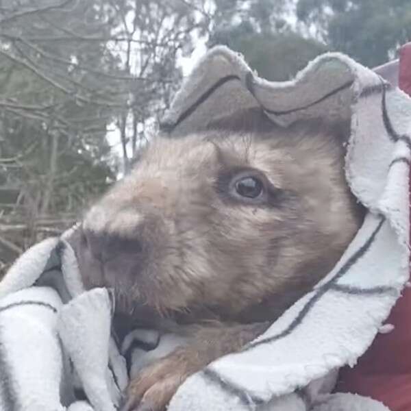wombat in blanket 