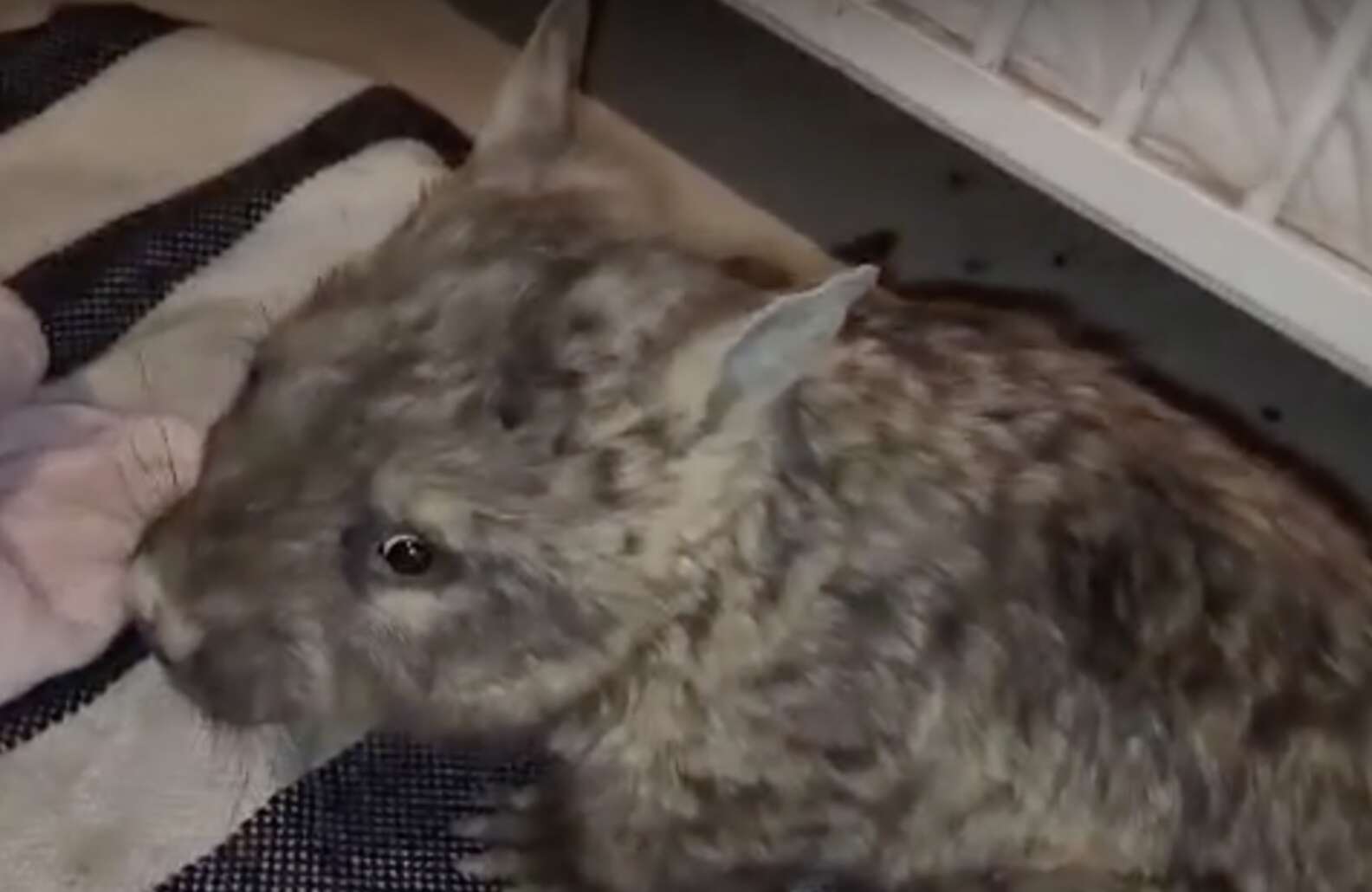 Wombat Waits At Rescuer's Feet Every Morning For The Sweetest Reason ...