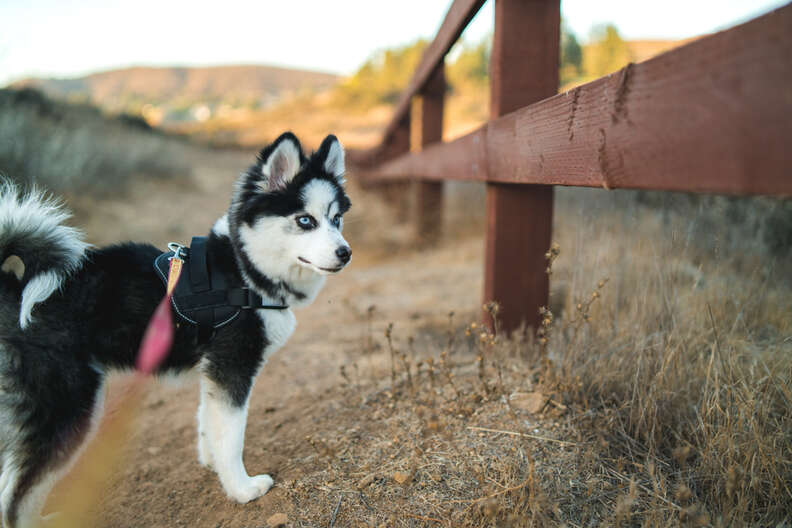 Pomeranian sales plus husky