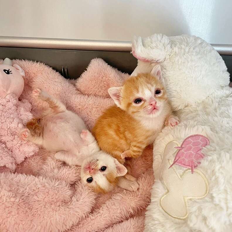 Special needs kittens for 2024 adoption