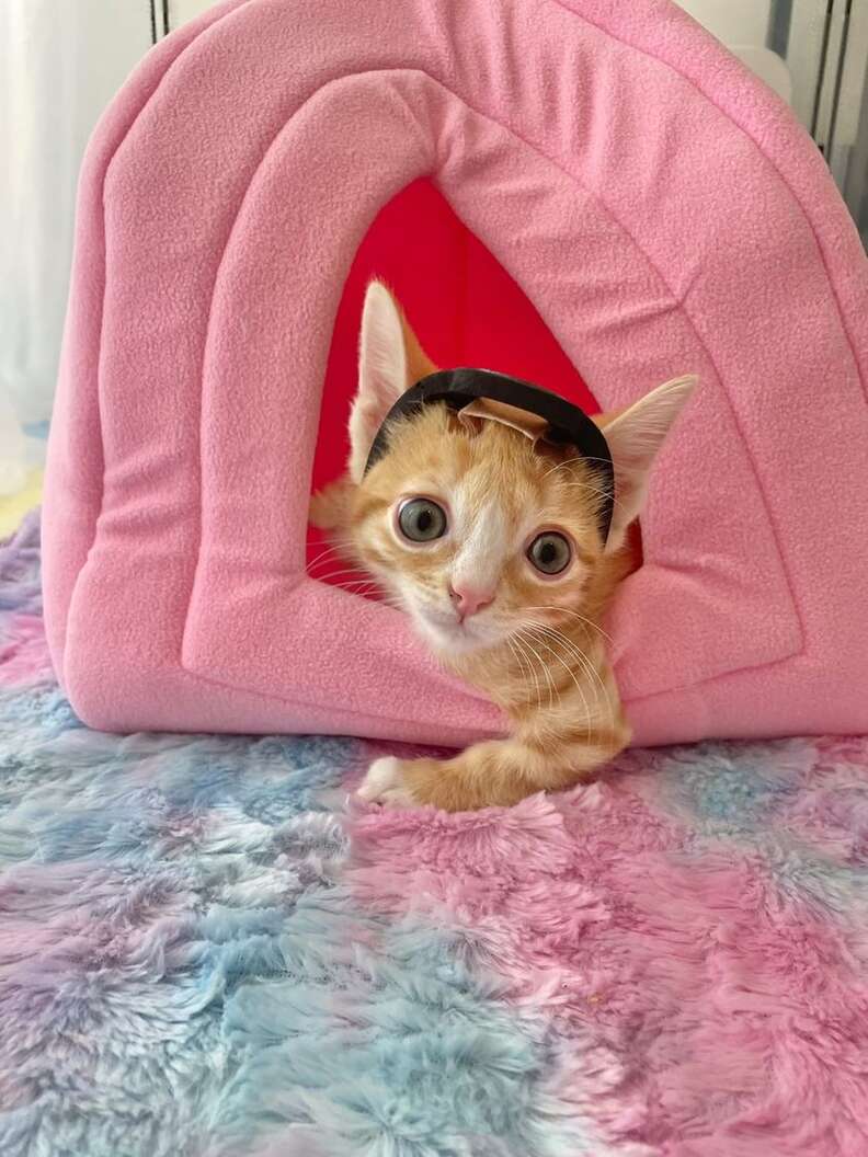 cute kitten