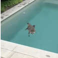 Chubby Raccoon Keeps Coming Back To Swim In Woman's Pool