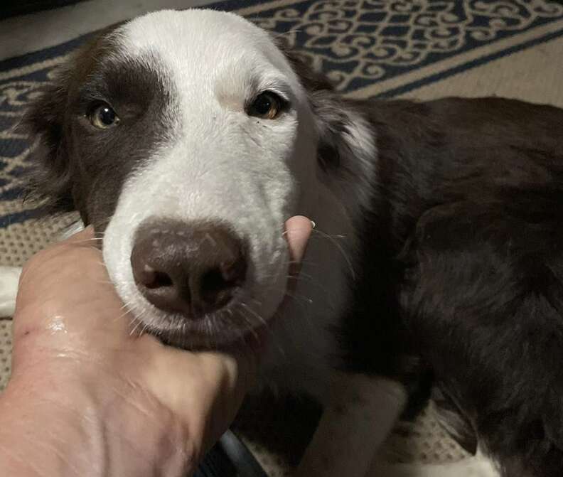 A hand holds a dog's face to the camera.
