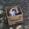 Puppy Refuses To Leave Cardboard Box Her Owner Abandoned Her In