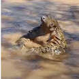 Pangolin Enjoys Mud Bath After Leaving All Of Her Problems Behind Her