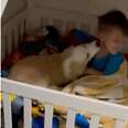 Dog wakes up a young child