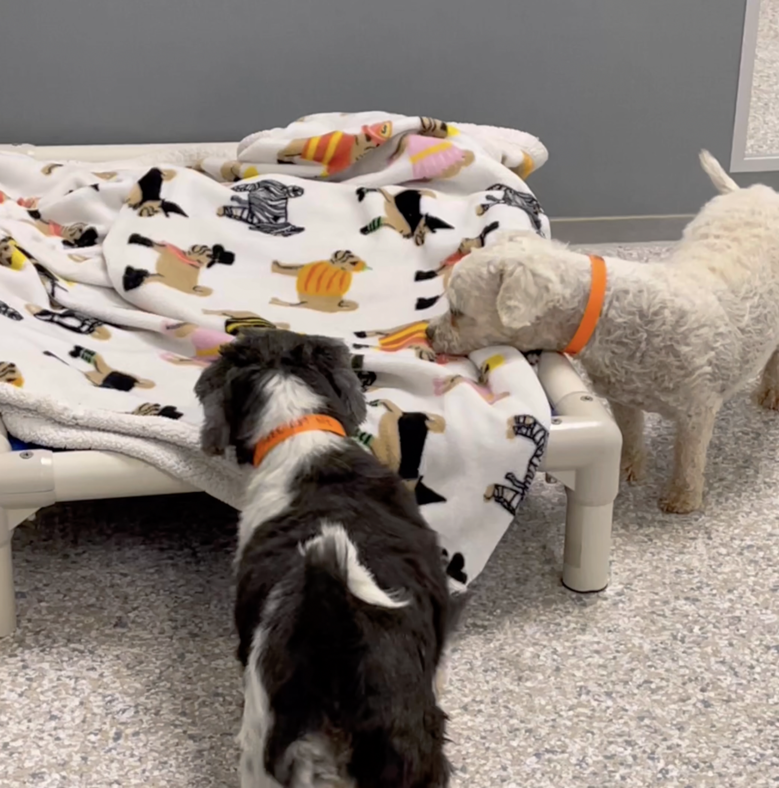 Shelter Dogs See Blankets For The First Time And Know Just What To Do The Dodo