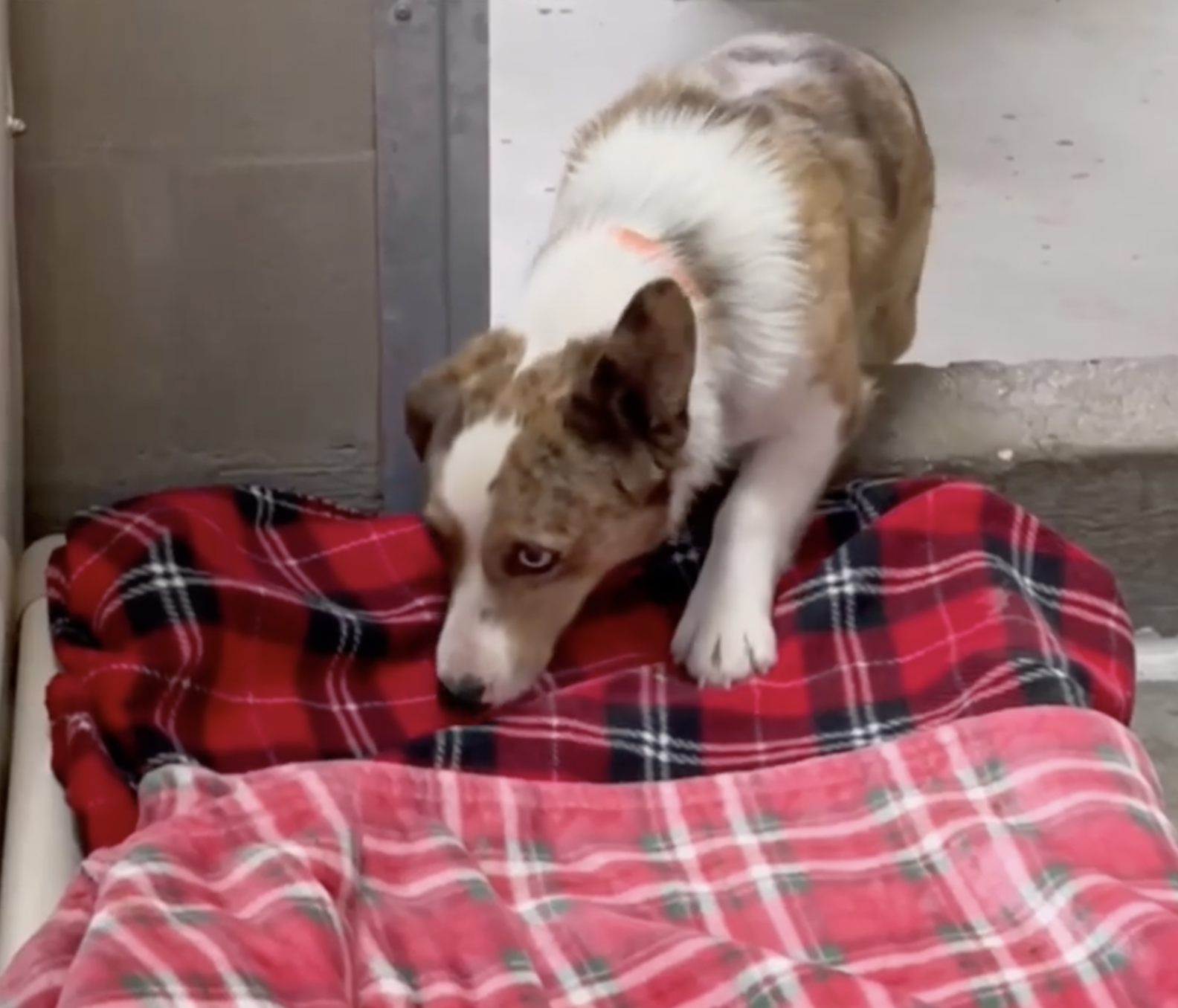 Shelter Dogs See Blankets For The First Time And Know Just What To Do The Dodo