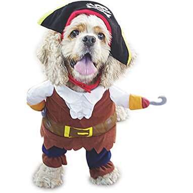 Funny Dog Costumes: 8 Picks Sure To Slay This Halloween - DodoWell - The  Dodo