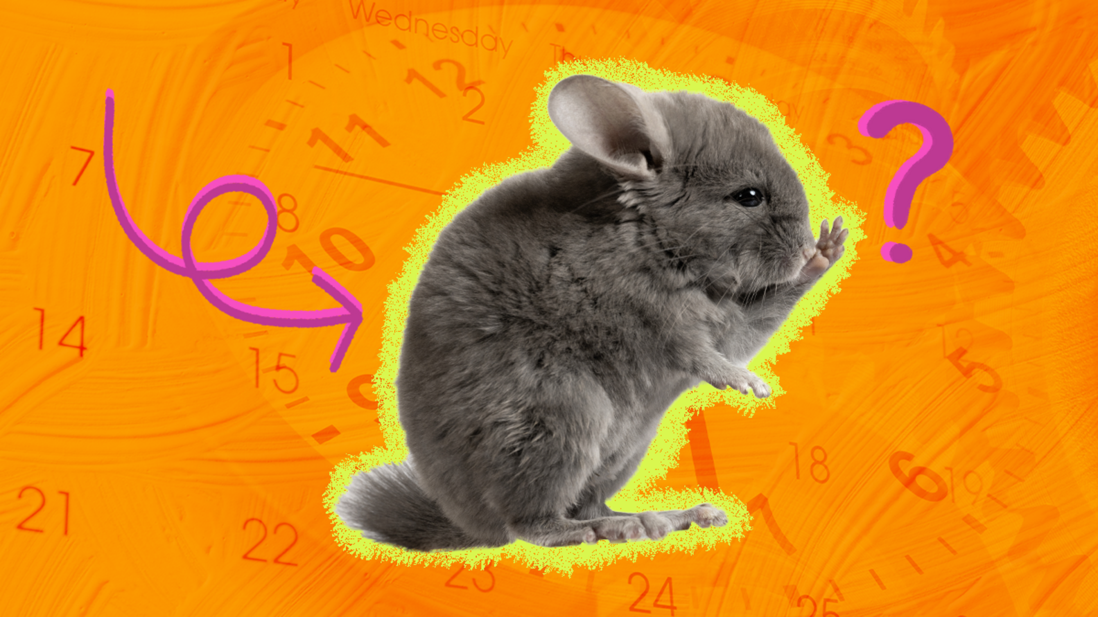 Chinchilla Lifespan How Long Chinchillas Live In The Wild And In