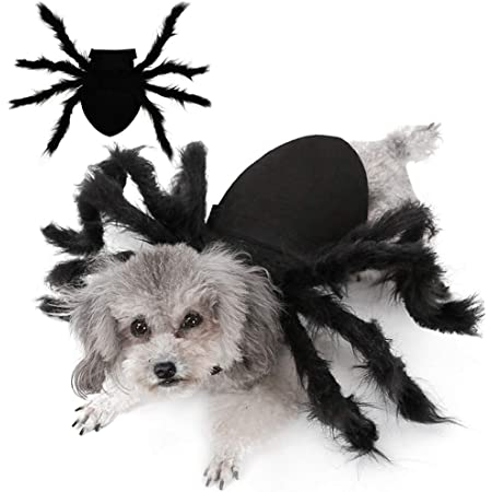 Black dog shop in spider costume