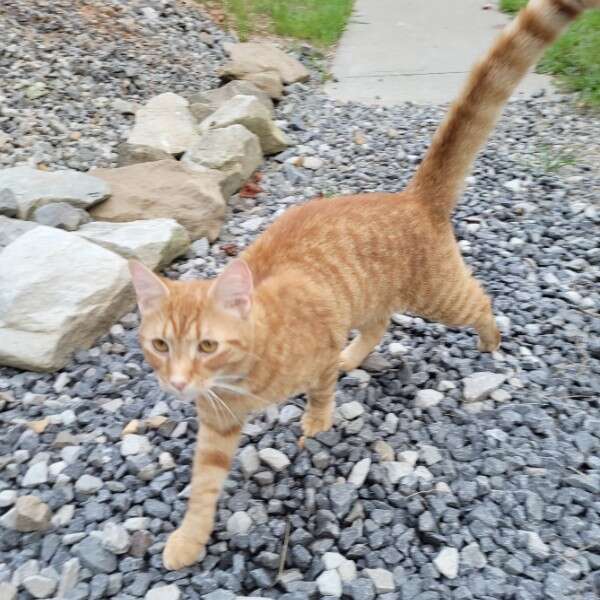 cat walking on rocks 