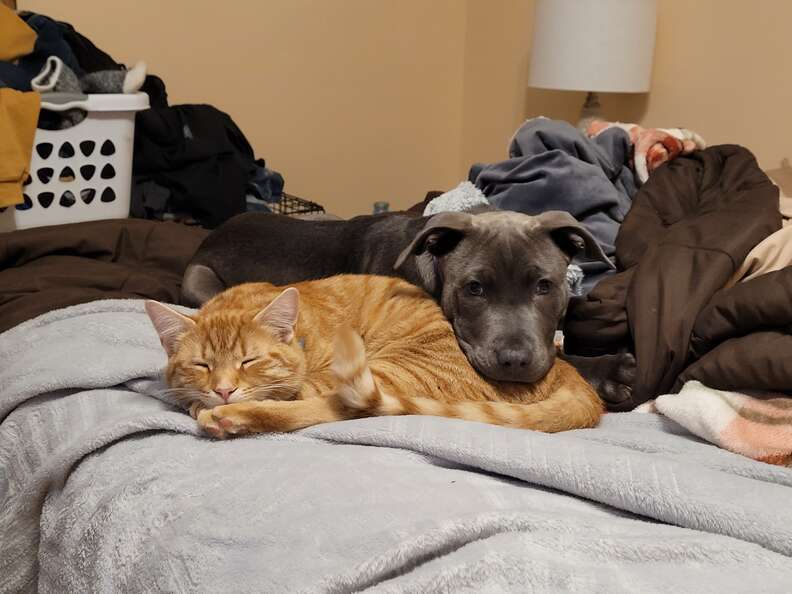 dog and cat snuggling 