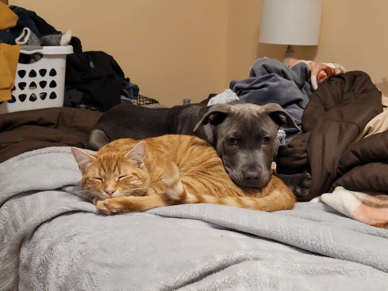 dog and cat snuggling
