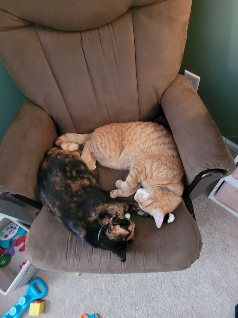cats curled in chair 