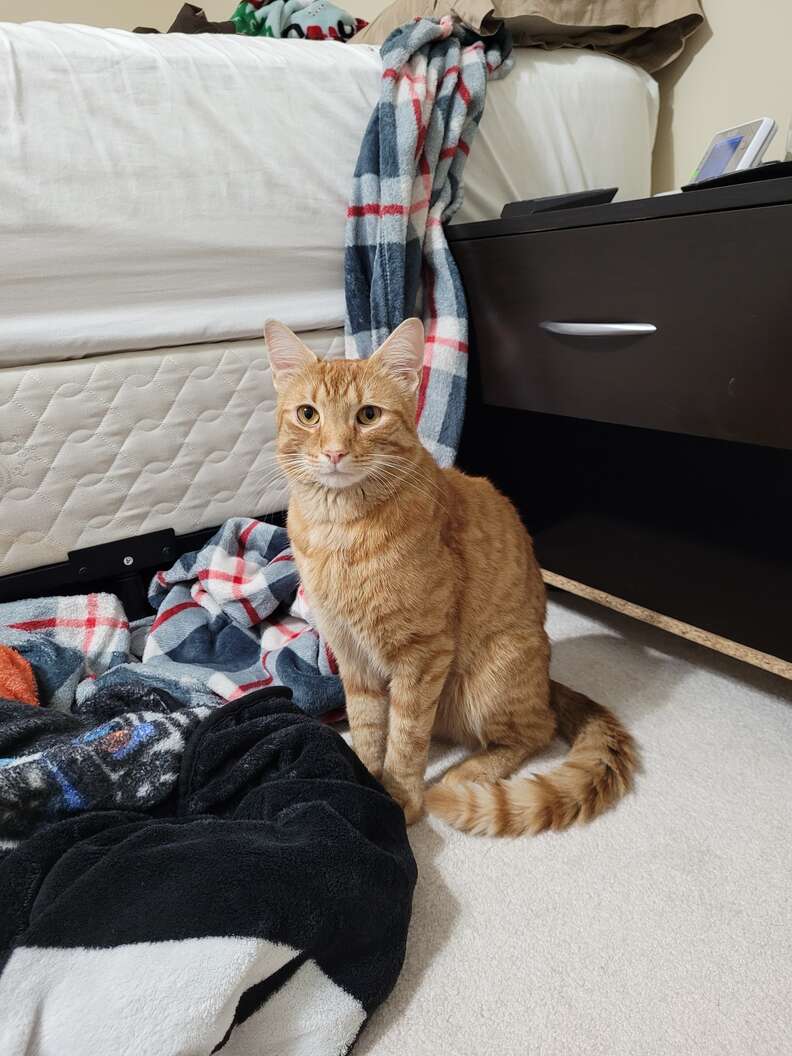 cat sitting on floor 